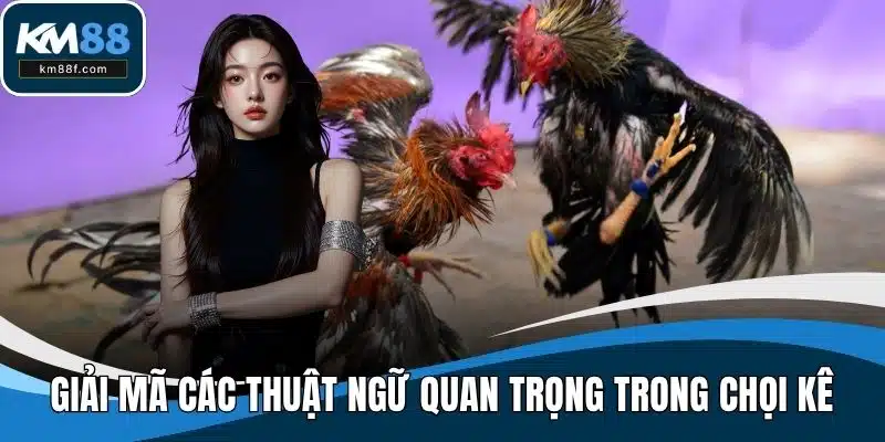 Giải mã các thuật ngữ quan trọng trong chọi kê