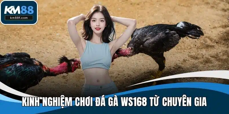 Kinh nghiệm chơi đá gà WS168 từ chuyên gia