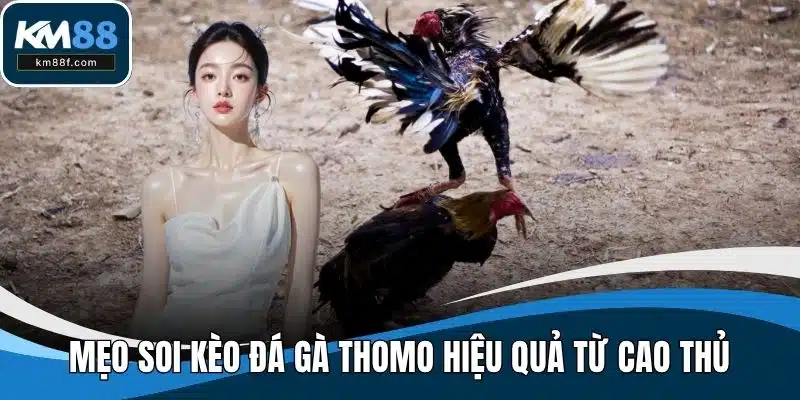 Mẹo soi kèo đá gà Thomo hiệu quả từ cao thủ