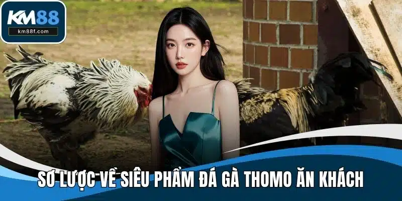 Sơ lược về siêu phẩm đá gà Thomo ăn khách